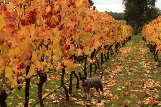 The Vines The Vines